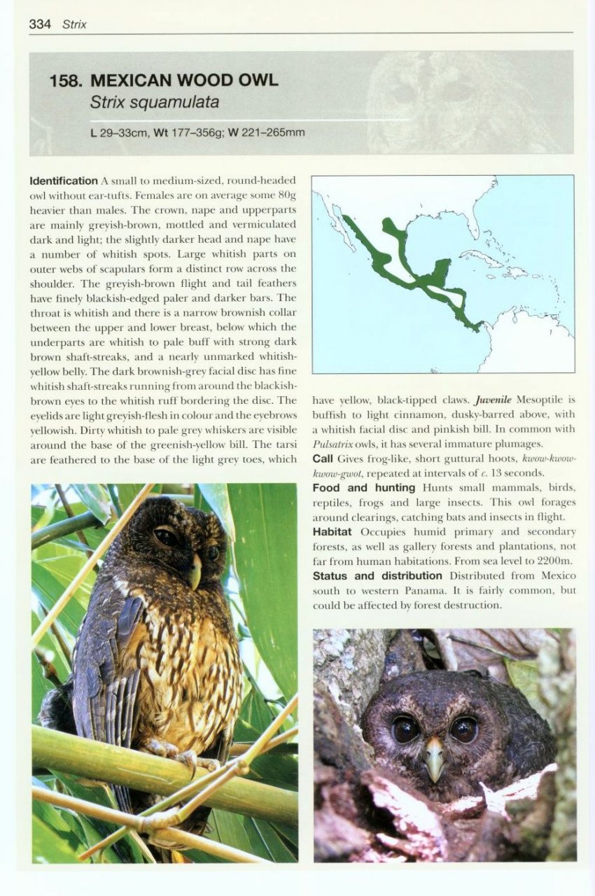 OWLS OF THE WORLD. A PHOTOGRAPHIC GUIDE 4