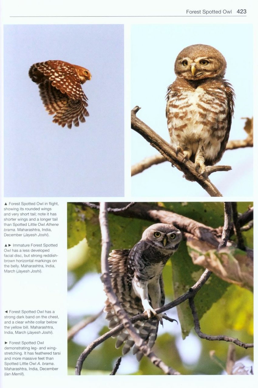 OWLS OF THE WORLD. A PHOTOGRAPHIC GUIDE 5