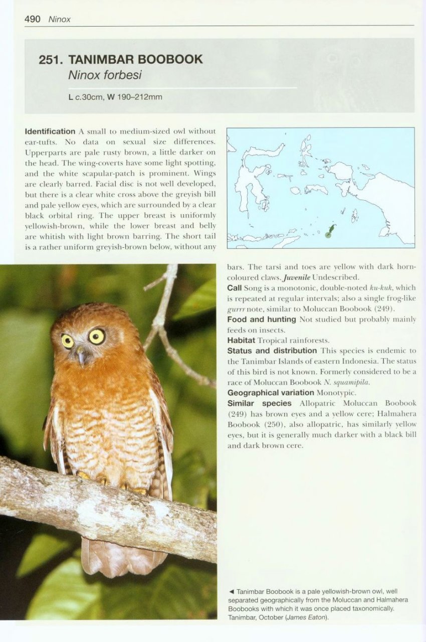 OWLS OF THE WORLD. A PHOTOGRAPHIC GUIDE 6