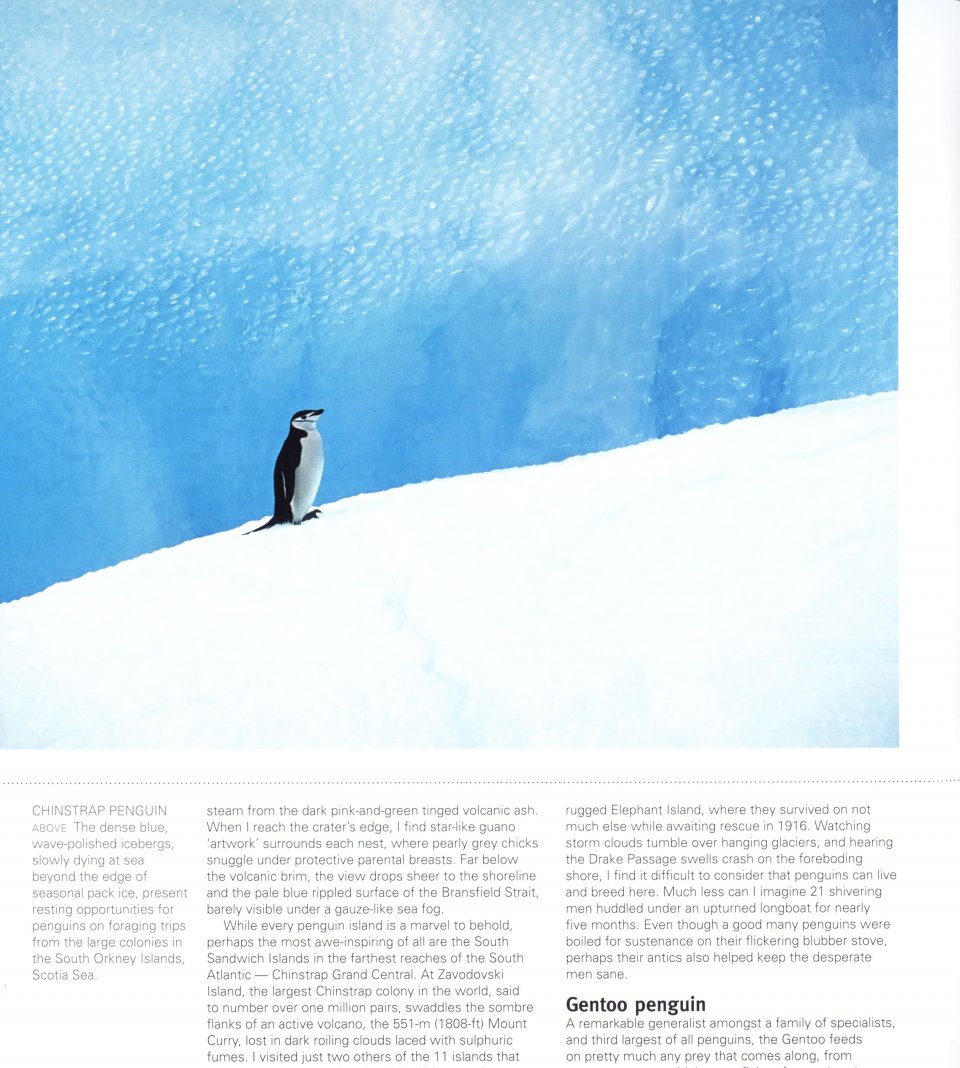 PENGUINS. THEIR WORLD, THEIR WAYS 2
