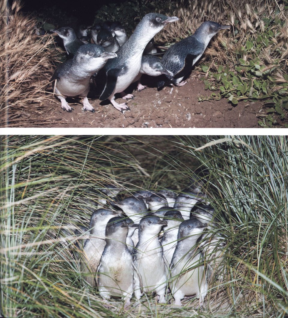 PENGUINS. THEIR WORLD, THEIR WAYS 3