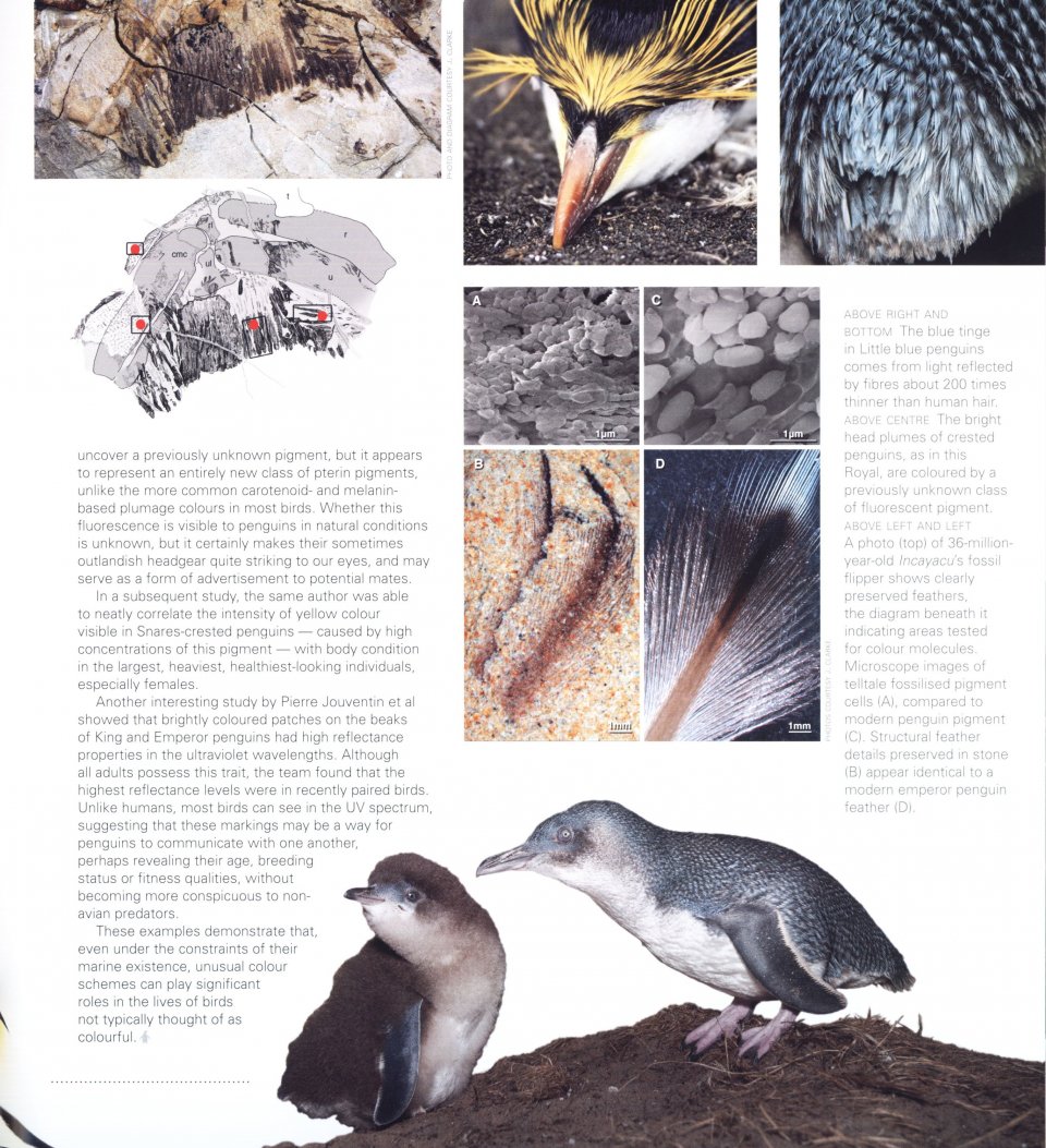 PENGUINS. THEIR WORLD, THEIR WAYS 4