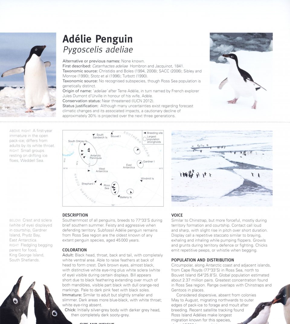 PENGUINS. THEIR WORLD, THEIR WAYS 5