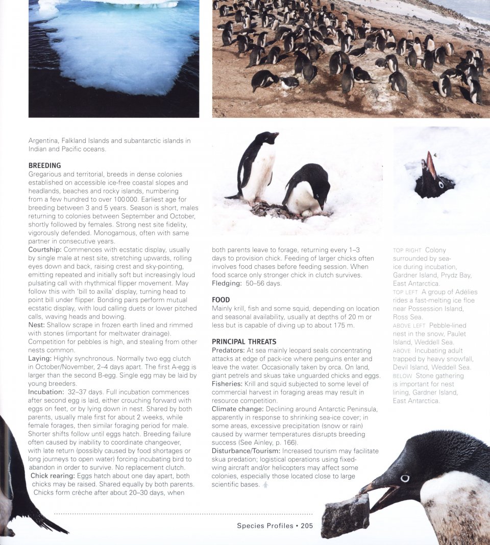 PENGUINS. THEIR WORLD, THEIR WAYS 6