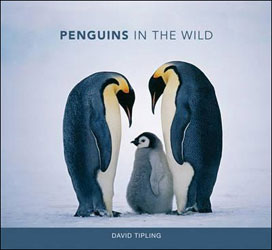 PENGUINS IN THE WILD 1