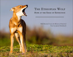 THE ETHIOPIAN WOLF: HOPE AT THE EDGE OF EXTINCTION 1