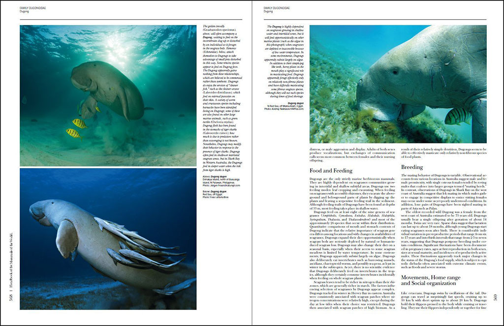 HANDBOOK OF THE MAMMALS OF THE WORLD. VOL. 4 SEA MAMMALS 3
