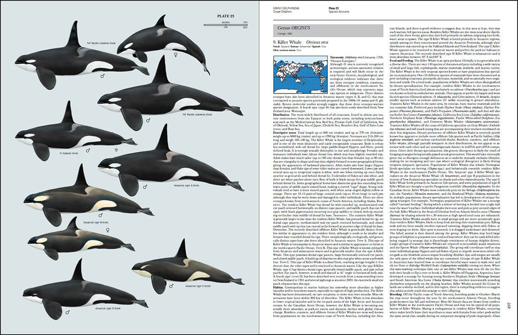 HANDBOOK OF THE MAMMALS OF THE WORLD. VOL. 4 SEA MAMMALS 4