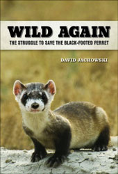 WILD AGAIN. THE STRUGGLE TO SAVE THE BLACK-FOOTED FERRET 1