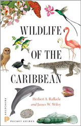 WILDLIFE OF THE CARIBBEAN 1