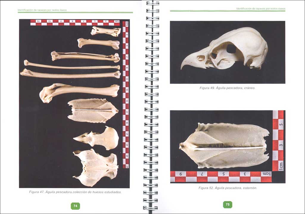 GUÍA DE IDENTIFICACIÓN DE RAPACES IBÉRICAS POR RESTOS ÓSEOS. (2ª PARTE, RAPACES MEDIANAS DIURNAS) 3