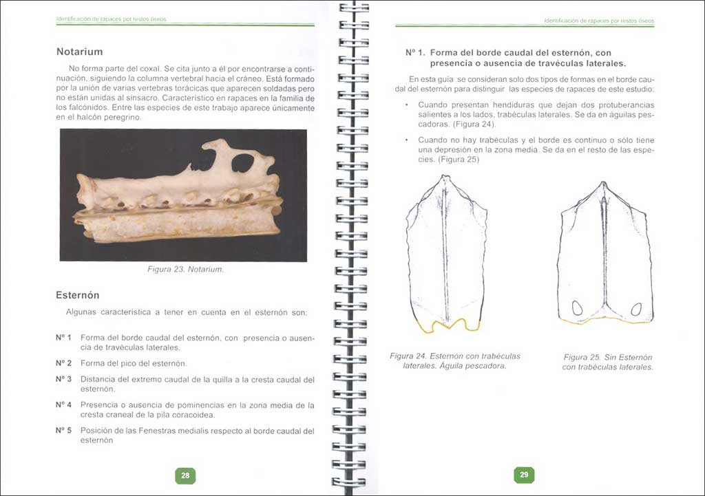 GUÍA DE IDENTIFICACIÓN DE RAPACES IBÉRICAS POR RESTOS ÓSEOS. (2ª PARTE, RAPACES MEDIANAS DIURNAS) 4