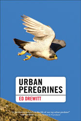 URBAN PEREGRINES 1