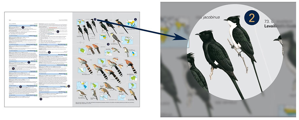 HBW AND BIRDLIFE INTERNATIONAL ILLUSTRATED CHECKLIST OF THE BIRDS OF THE WORLD. VOL 1 3