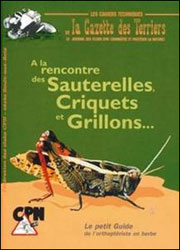 À LA RENCONTRE DES SAUTERELLES, CRIQUETS ET GRILLONS... 1