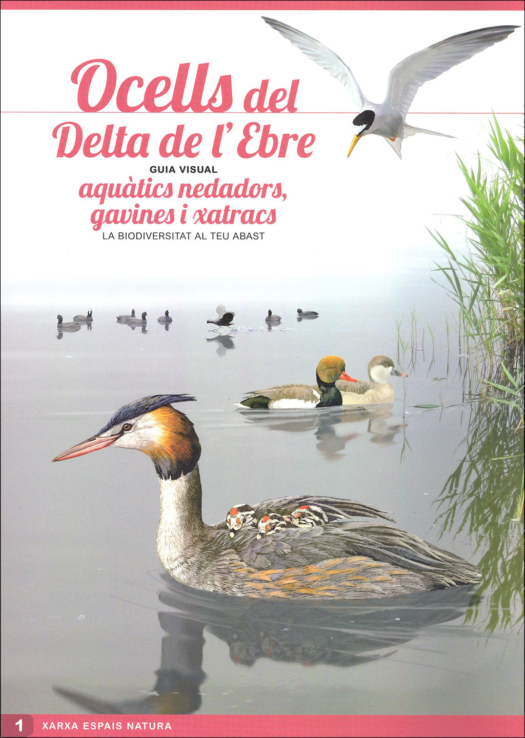 OCELLS DEL DELTA DE L'EBRE. GUIA VISUAL (SIS DESPLEGABLES DE DIFERENT TEMÀTICA) 1