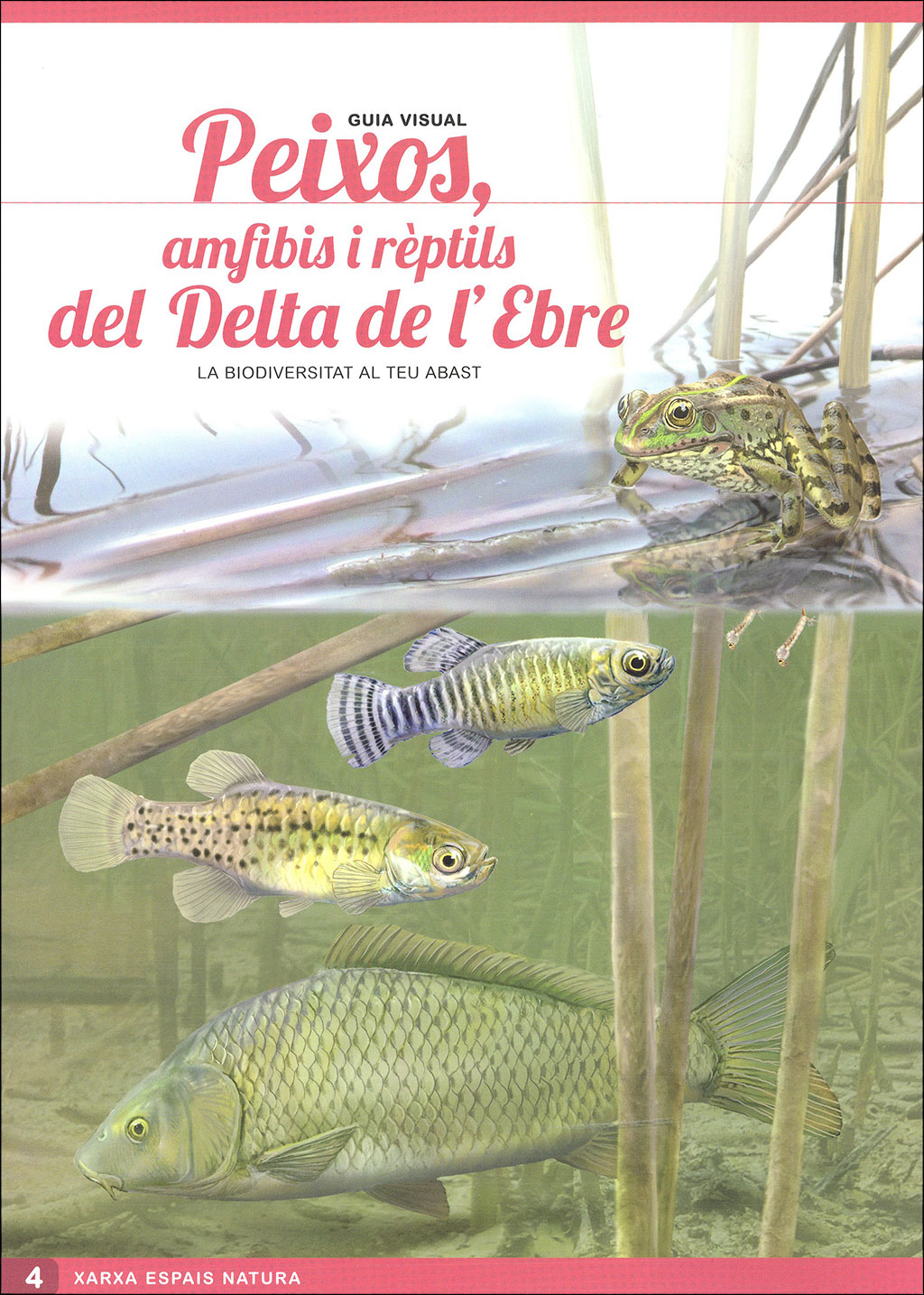 OCELLS DEL DELTA DE L'EBRE. GUIA VISUAL (SIS DESPLEGABLES DE DIFERENT TEMÀTICA) 4