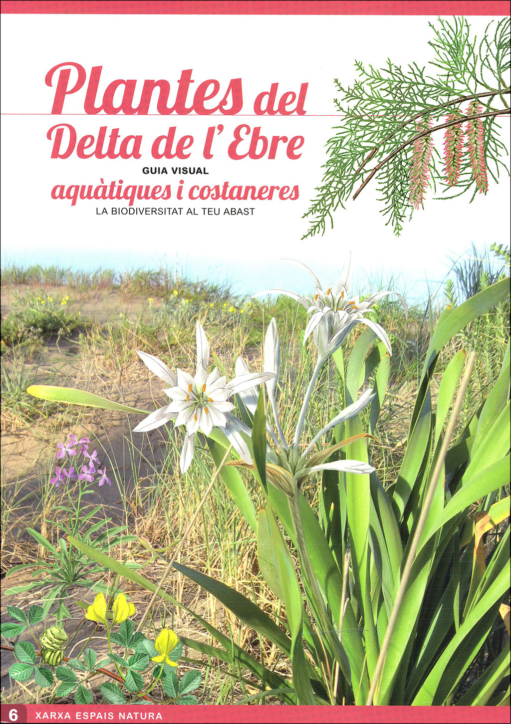 OCELLS DEL DELTA DE L'EBRE. GUIA VISUAL (SIS DESPLEGABLES DE DIFERENT TEMÀTICA) 6