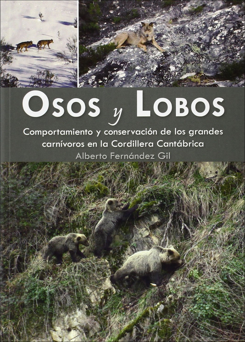 OSOS Y LOBOS. COMPORTAMIENTO Y CONSERVACIÓN DE LOS GRANDES CARNÍVOROS EN LA CORDILLERA CANTÁBRICA 1