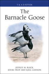 THE BARNACLE GOOSE 1