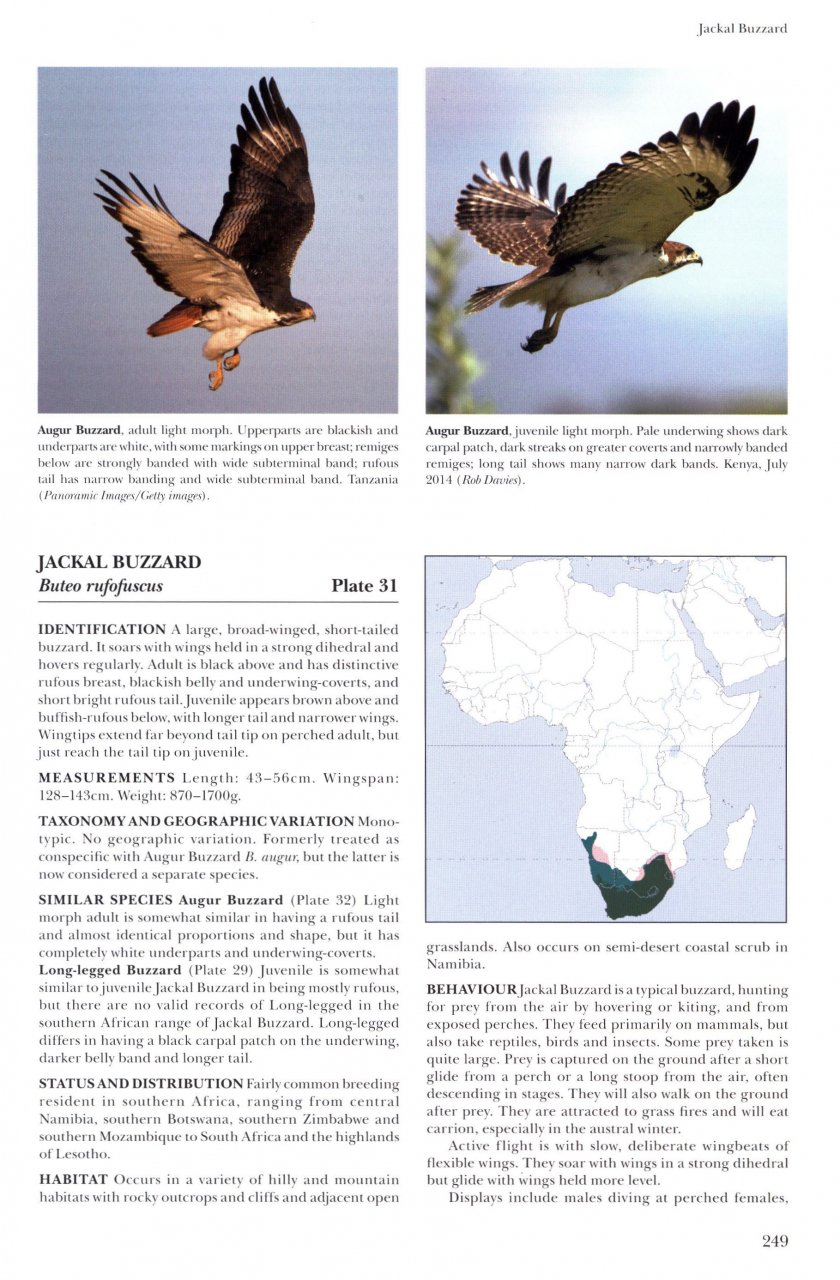 HELM IDENTIFICATION GUIDES. AFRICAN RAPTORS 3