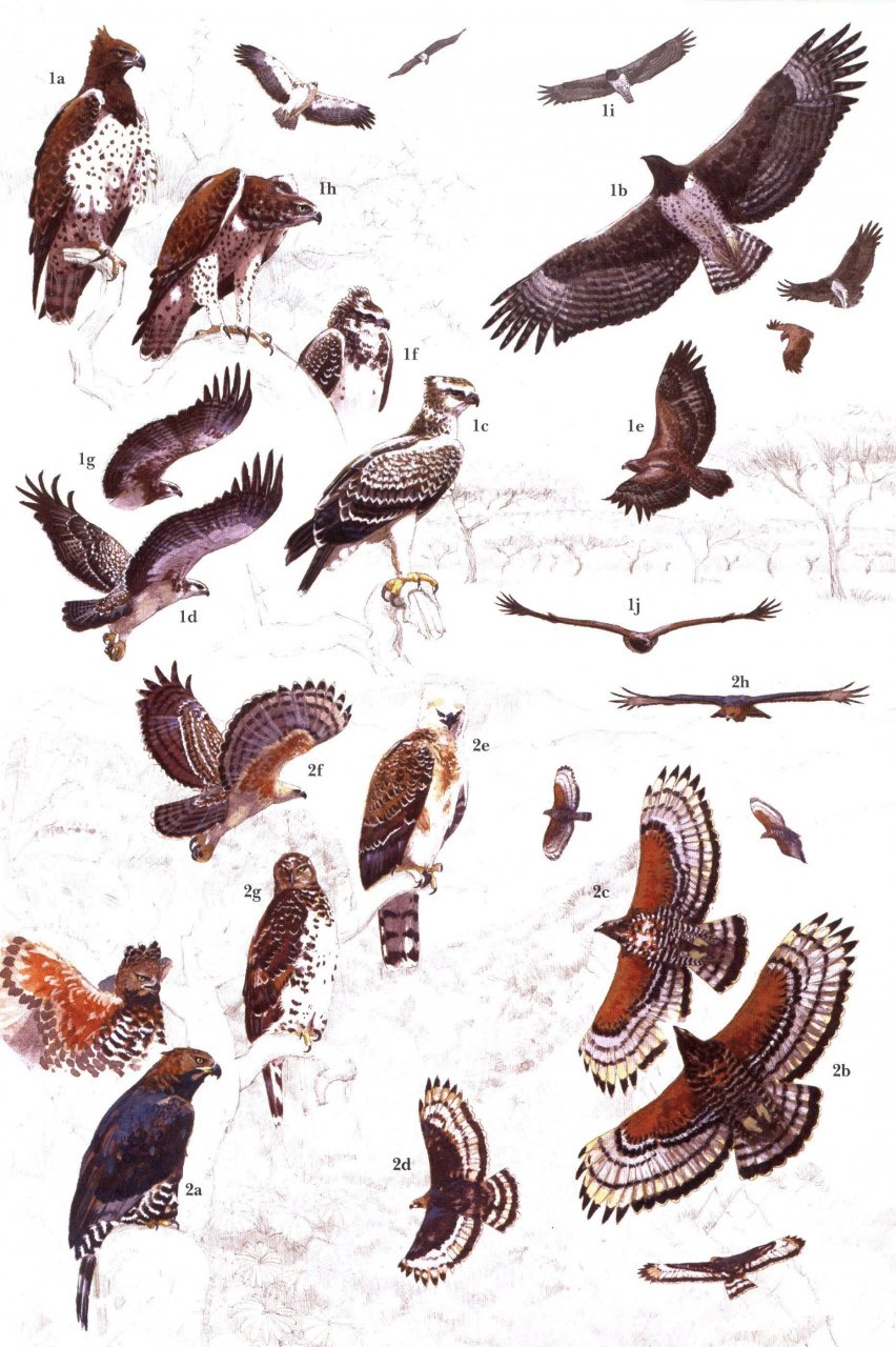 HELM IDENTIFICATION GUIDES. AFRICAN RAPTORS 4
