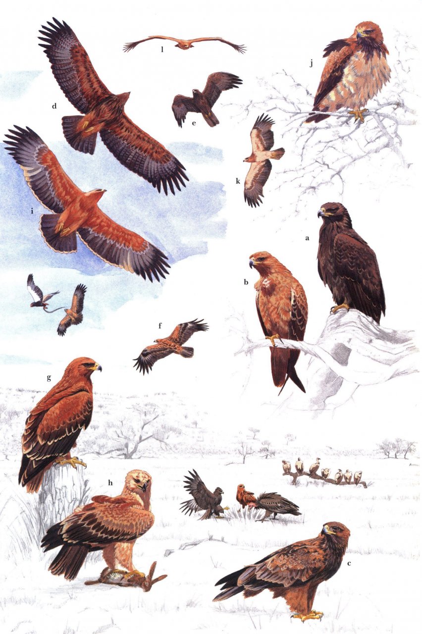 HELM IDENTIFICATION GUIDES. AFRICAN RAPTORS 5