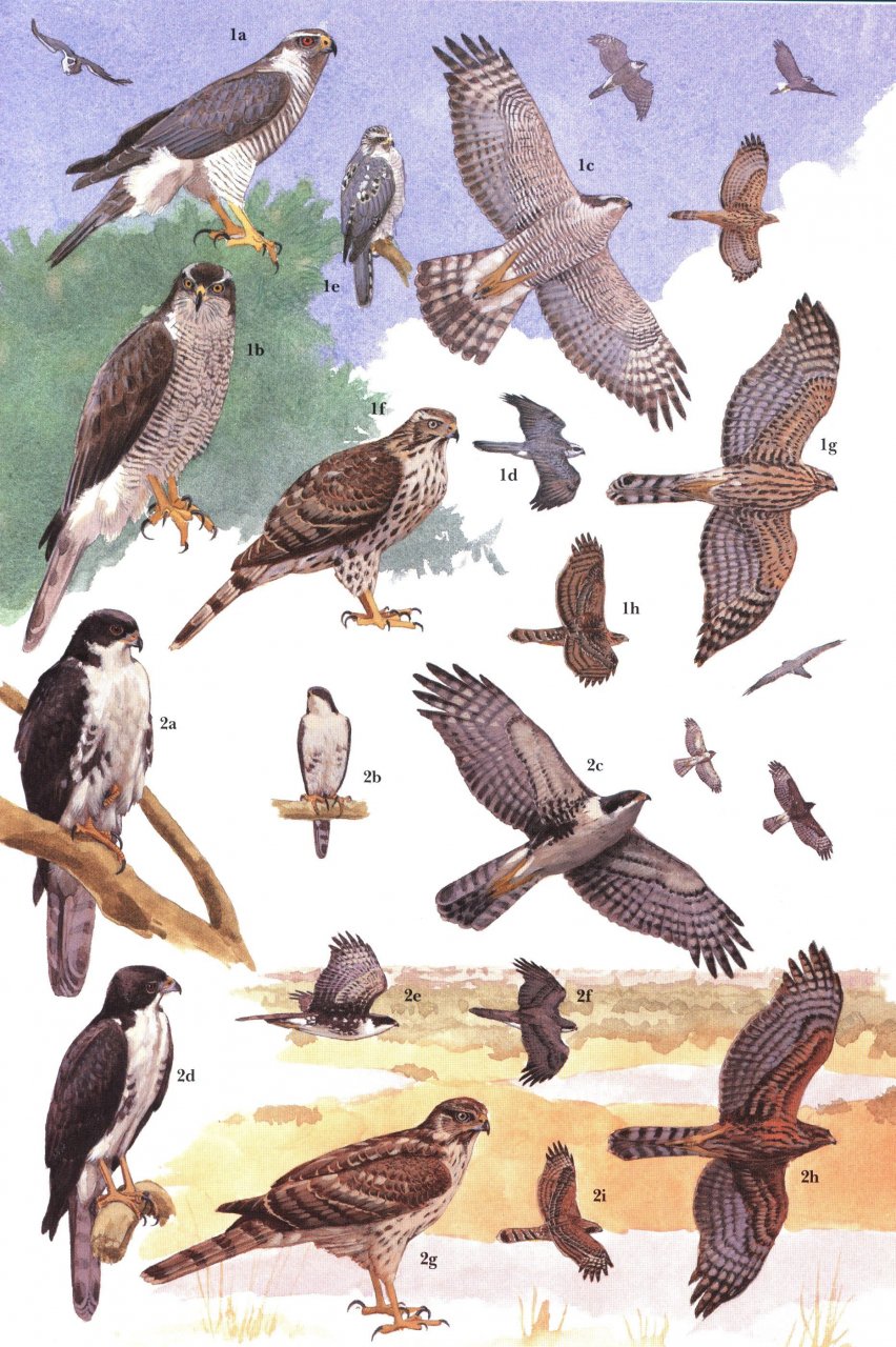 HELM IDENTIFICATION GUIDES. AFRICAN RAPTORS 6