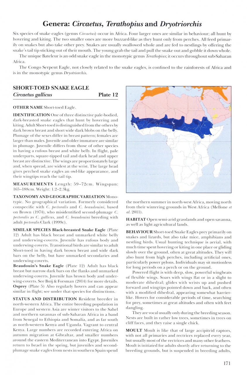 HELM IDENTIFICATION GUIDES. AFRICAN RAPTORS 7