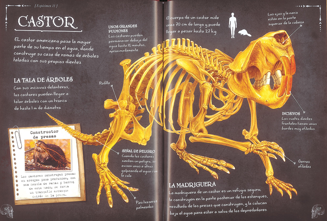 ANIMALES. COLECCIONISTA DE HUESOS 2