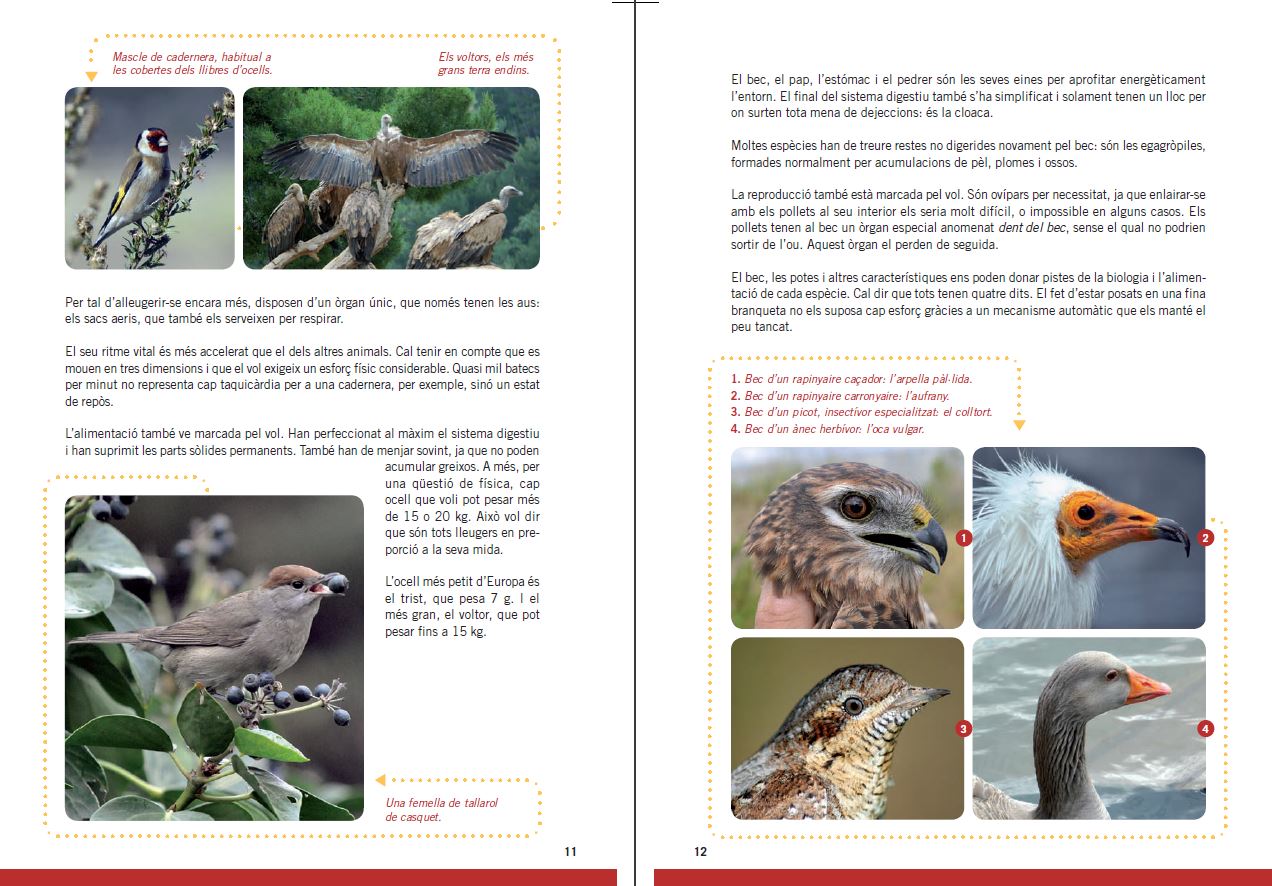 GUIA D'OCELLS PER A NOIS I NOIES 3