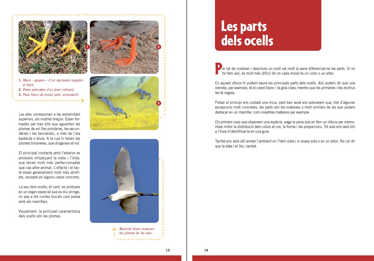GUIA D'OCELLS PER A NOIS I NOIES 4
