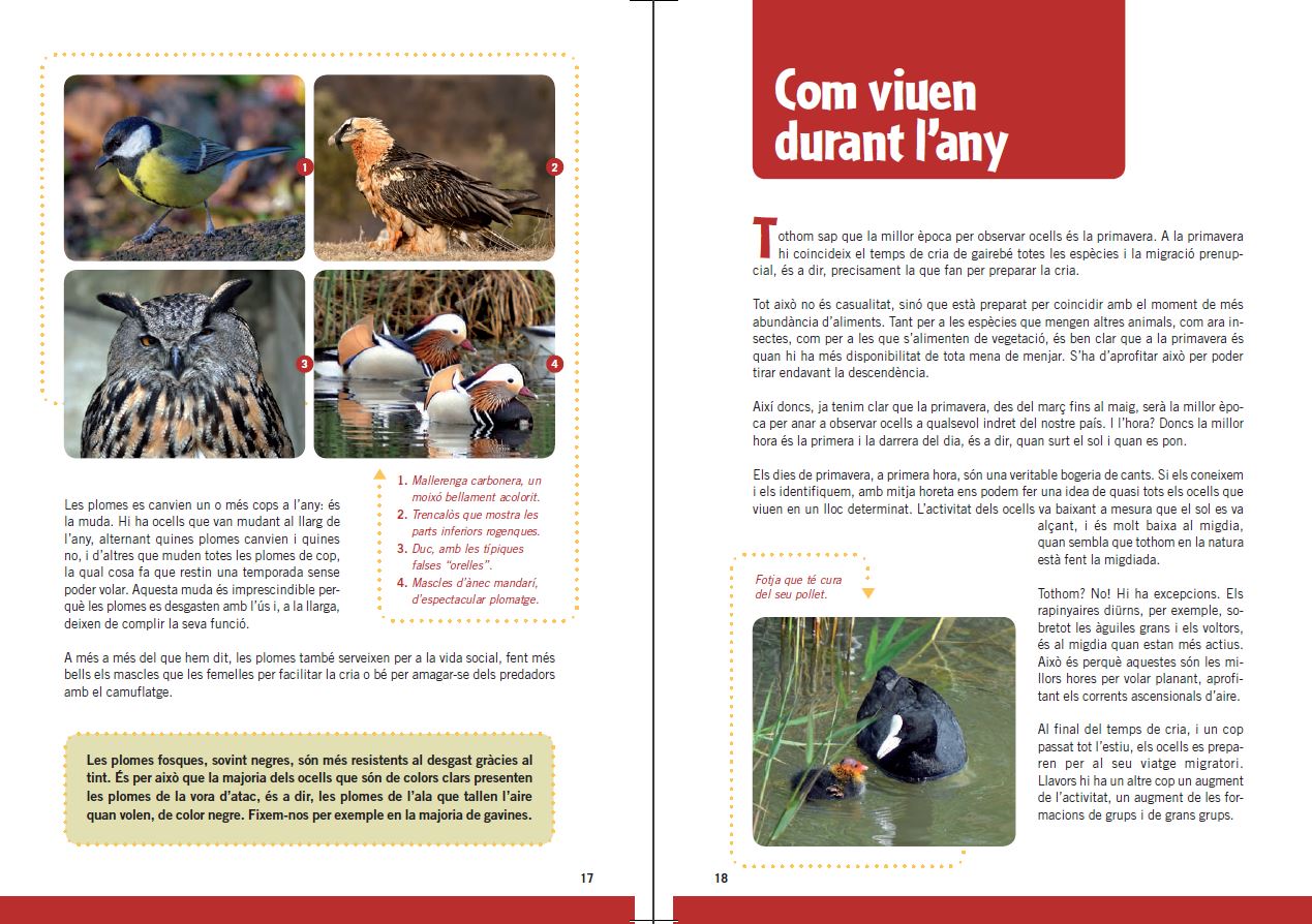 GUIA D'OCELLS PER A NOIS I NOIES 5