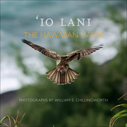 'IO LANI. THE HAWAIIAN HAWK 1