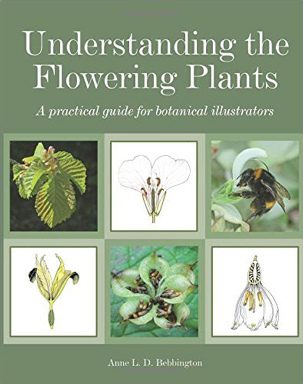 UNDERSTANDING THE FLOWERING PLANTS. A PRACTICAL GUIDE FOR BOTANICAL ILLUSTRATORS