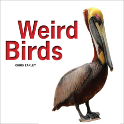 WEIRD BIRDS