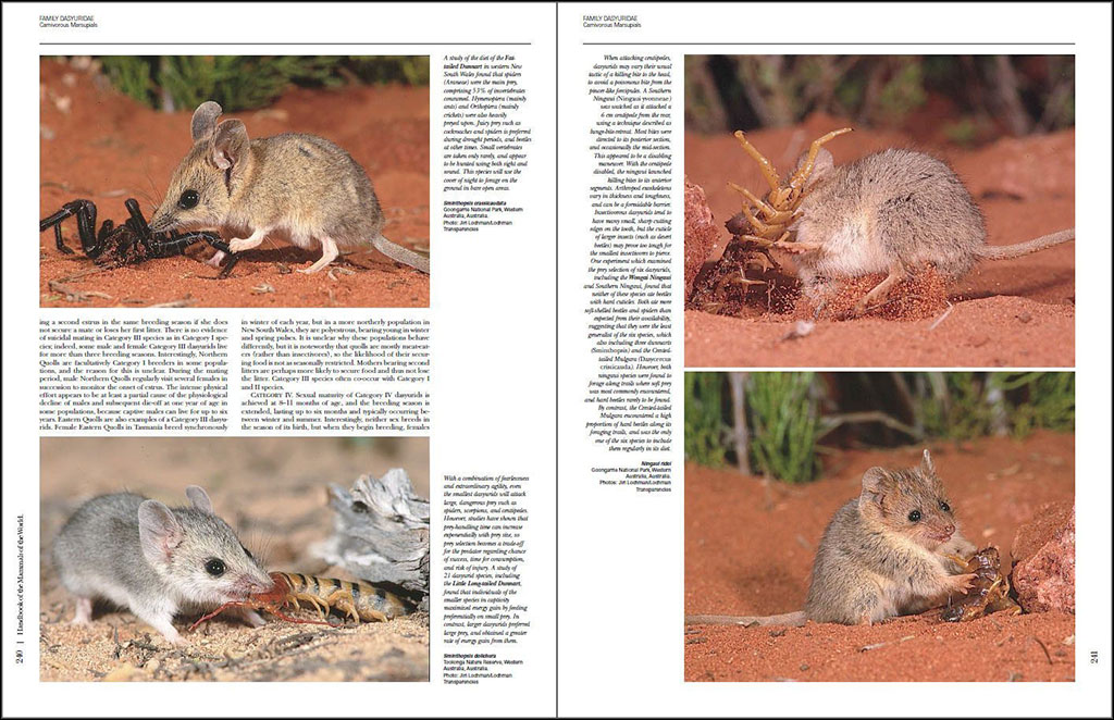 HANDBOOK OF THE MAMMALS OF THE WORLD. VOL. 5 MONOTREMES AND MARSUPIALS 2
