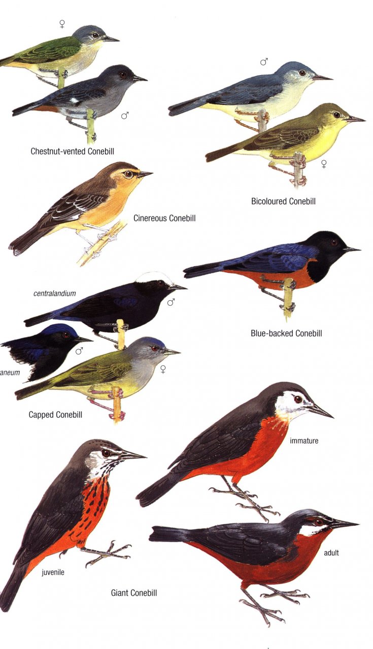 HELM FIELD GUIDES. BIRDS OF ECUADOR 2