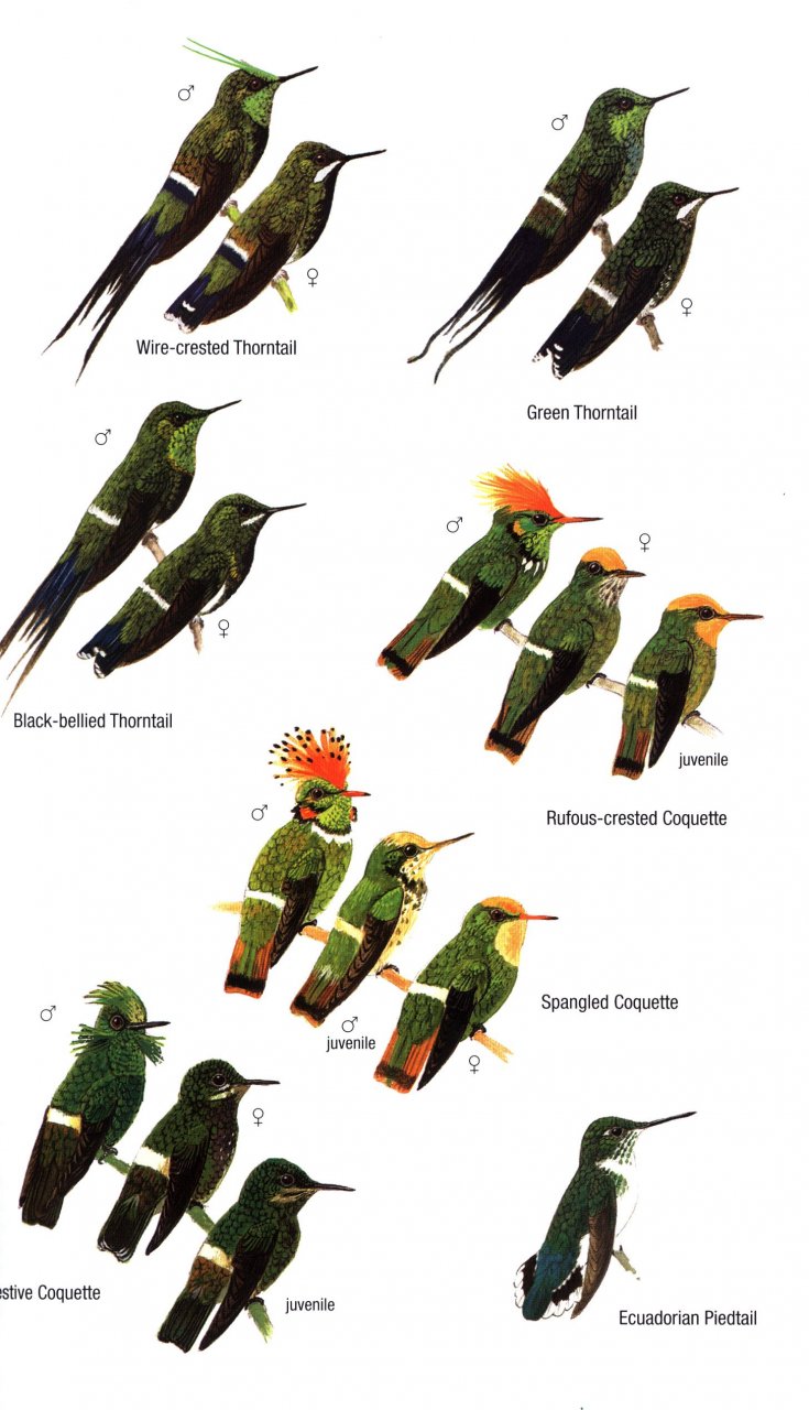 HELM FIELD GUIDES. BIRDS OF ECUADOR 3