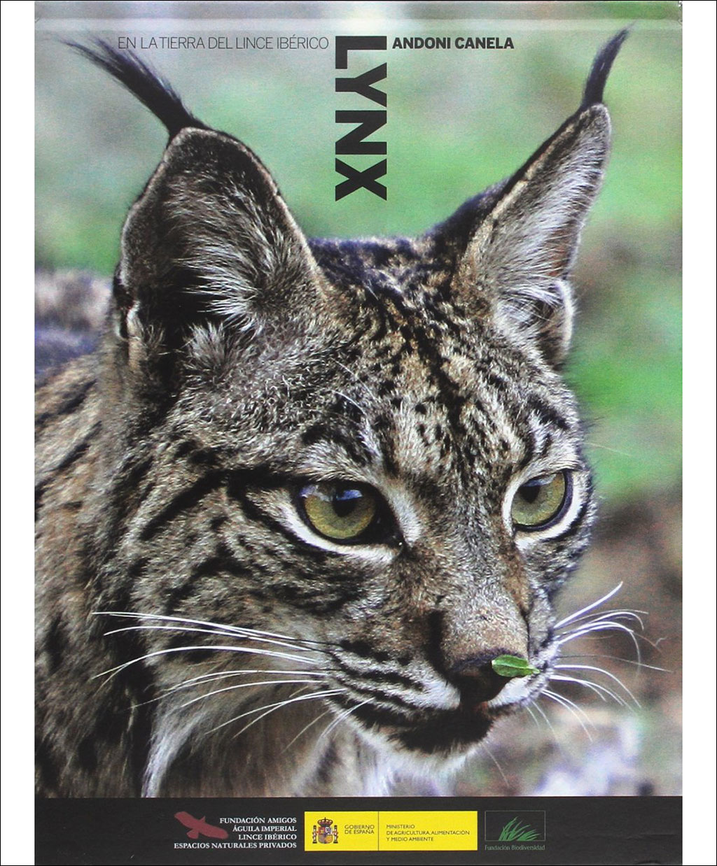 LYNX EN LA TIERRA DEL LINCE IBÉRICO 1