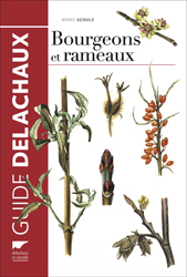 BOURGEONS ET RAMEAUX 1