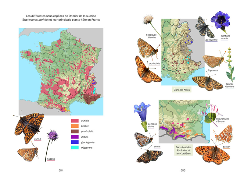 LA VIE DES PAPILLONS. ECOLOGIE, BIOLOGIE ET COMPORTEMENT DES RHOPALOCERES DE FRANCE 3