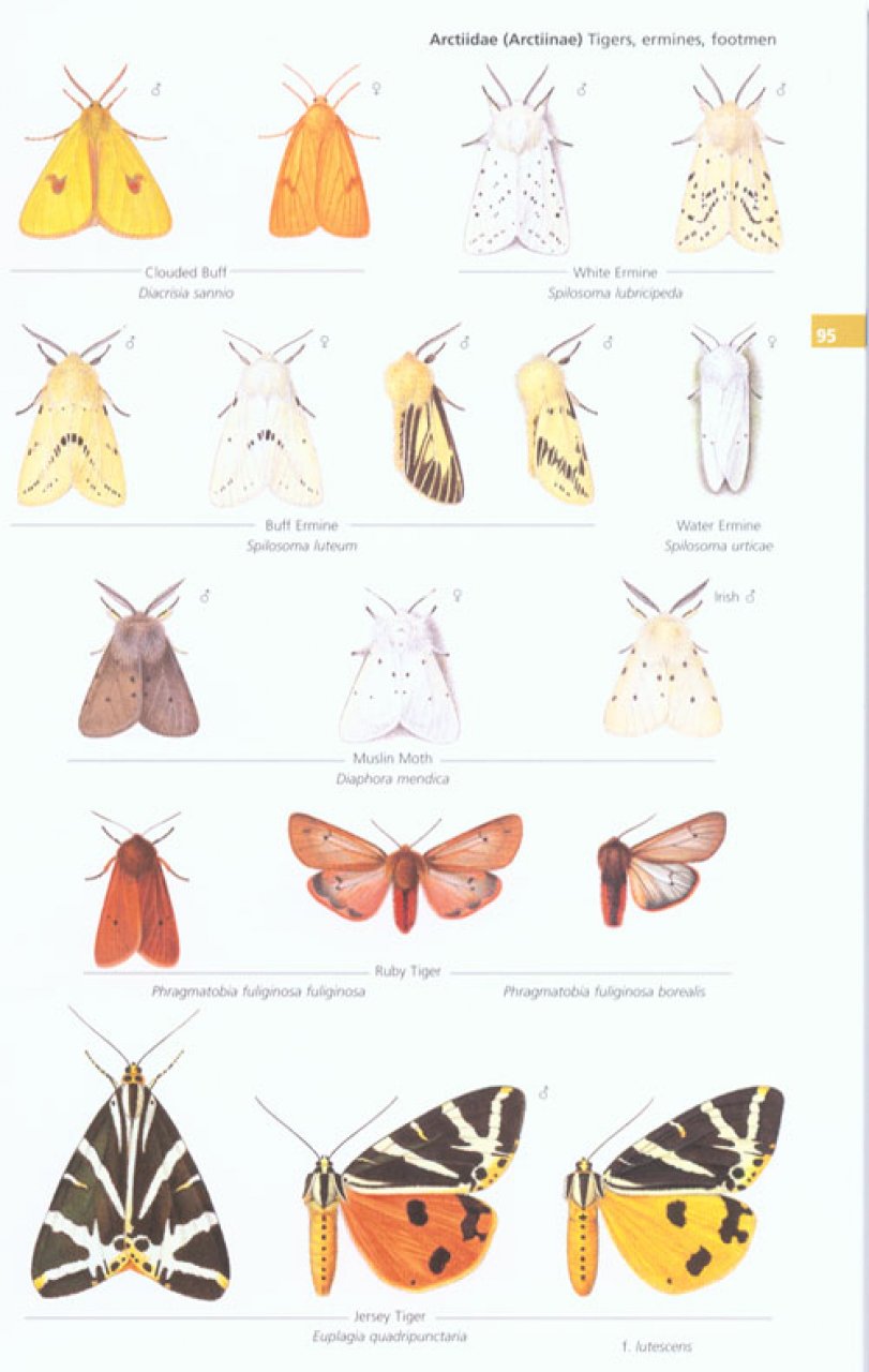 CONCISE GUIDE TO THE MOTHS OF GREAT BRITAIN AND IRELAND 4