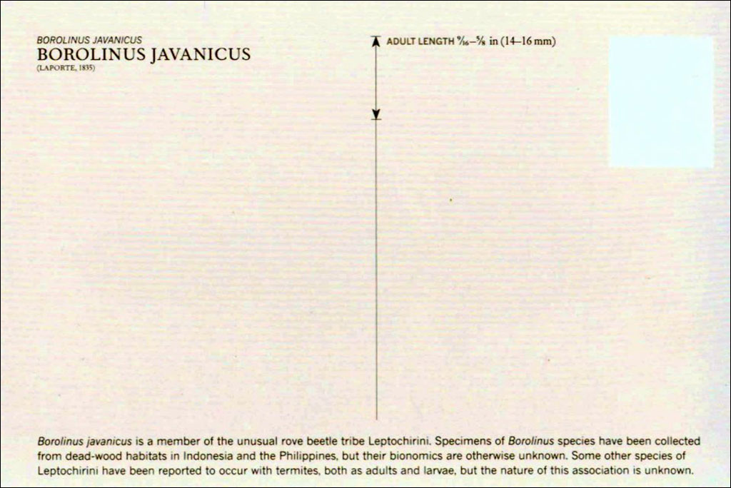 A BOX OF BEETLES 100 BEAUTIFUL POSTCARDS 2