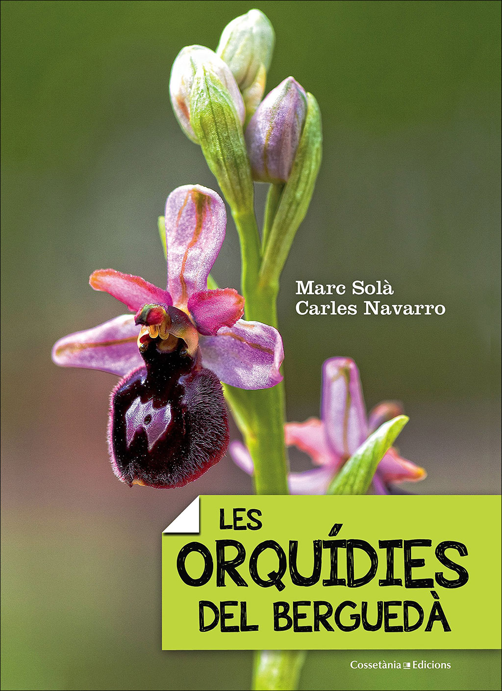 LES ORQUÍDIES DEL BERGUEDÀ