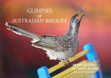 GLIMPSES OF AUSTRALIAN BIRDLIFE