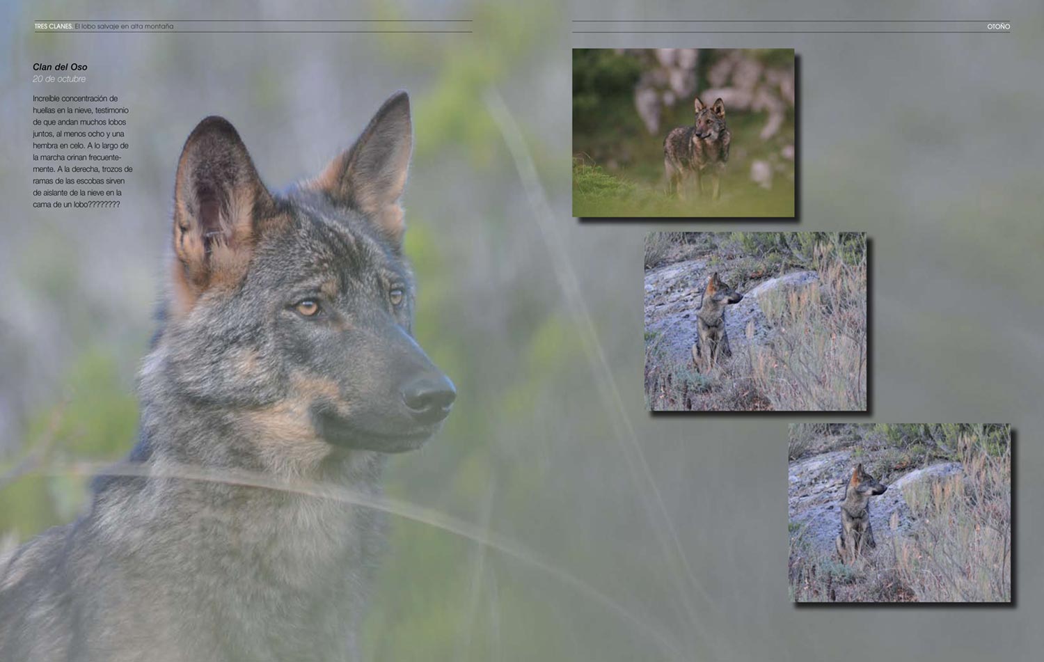 TRES CLANES. EL LOBO IBÉRICO EN ALTA MONTAÑA 3