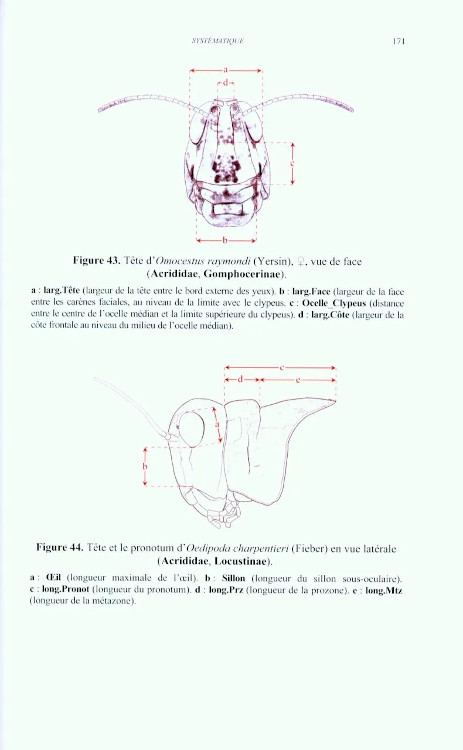 CRIQUETS DE FRANCE (ORTHOPTERA, CAELIFERA) VOL. 1 FASCICULE A ET B 4