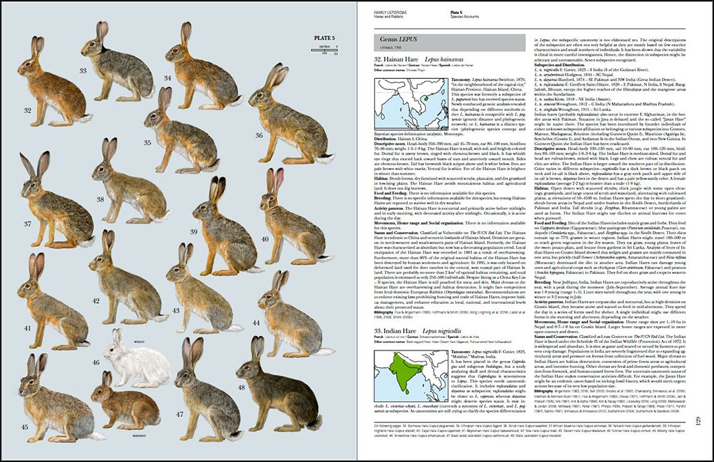 HANDBOOK OF THE MAMMALS OF THE WORLD. VOLUME 6 RODENTS AND LAGOMORPHS 4