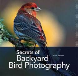 SECRETS OF BACKYARD BIRD PHOTOGRAPHY